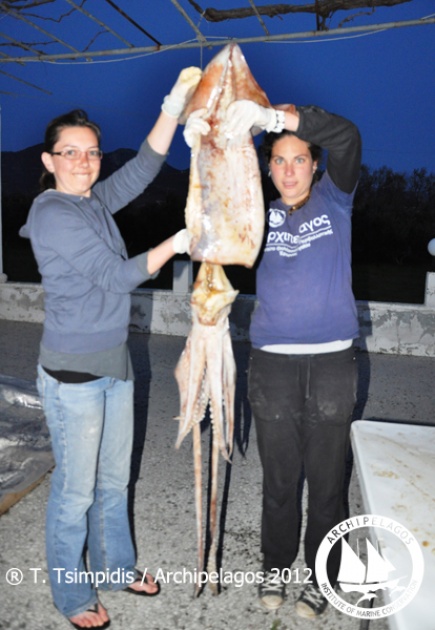 calamari_t.tsimpidis_sam_2012_2.jpg